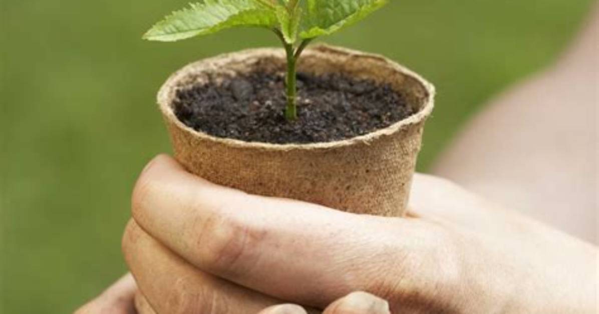 Does Rooting Powder Expire?