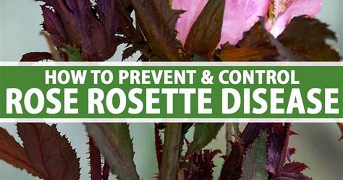 Does Rose Rosette Affect Humans?