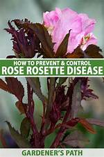 Does Rose Rosette Affect Humans?