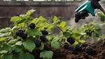 Does Roundup Kill Blackberry?