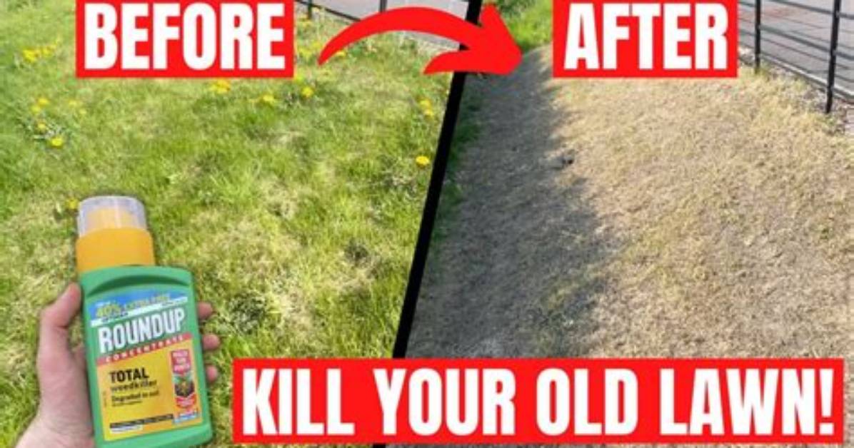 Does Roundup Kill Grass Roots?