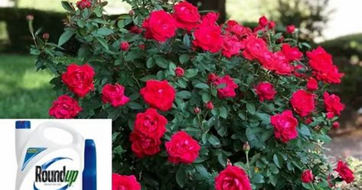 Does Roundup Kill Multiflora Rose?