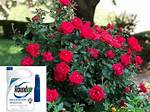 Does Roundup Kill Multiflora Rose?