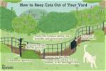 Does Rue Keep Cats Away