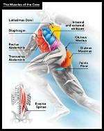 Does Running Catabolize Muscle?