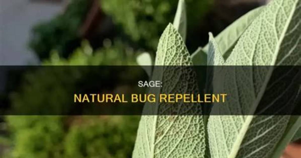 Does Sage Kill Bugs? | Contextresponse. Com