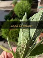 Does Sage Kill Bugs? | Contextresponse. Com