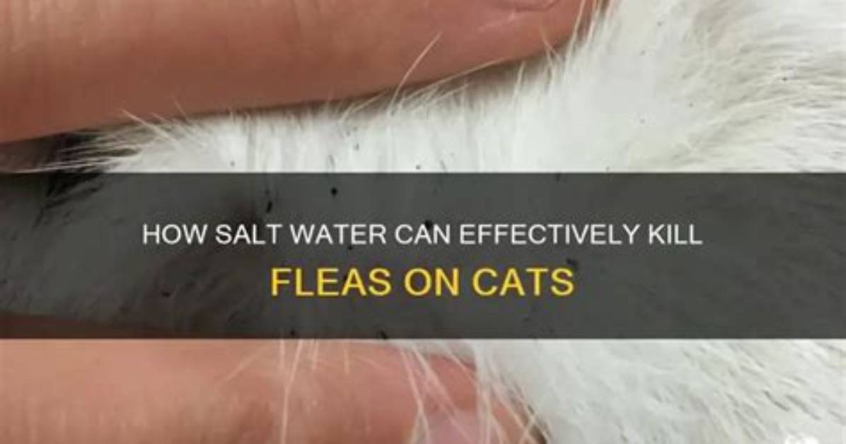 Does Salt Kill Cats?