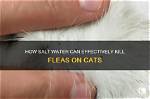 Does Salt Kill Cats?