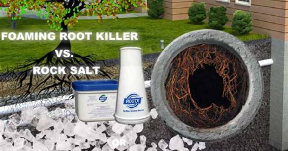 Does Salt Kill Roots