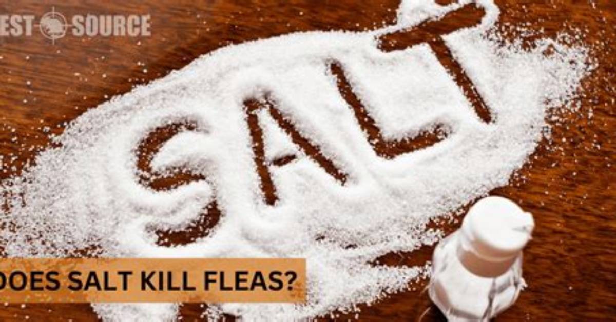 Does Salt Kill Slaters?