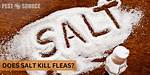 Does Salt Kill Slaters?