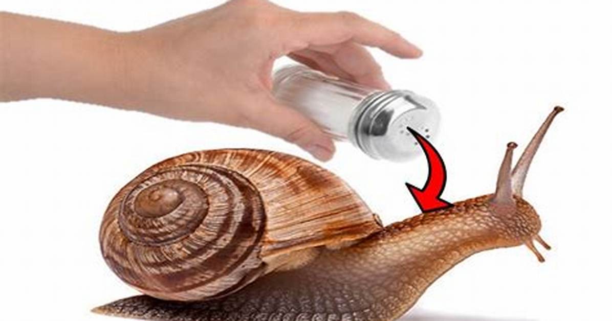 Does Salt Kill Snails?