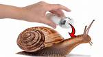 Does Salt Kill Snails?