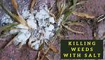 Does Salt Kill Weeds