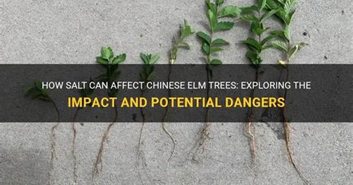 Does Saltpeter Kill Trees?