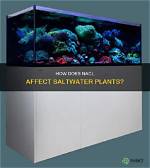 Does Saltwater Kill Plants? | Contextresponse. Com