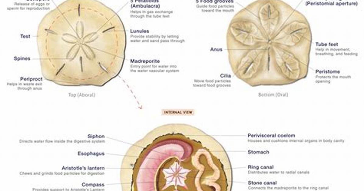 Does Sand Have Cells?