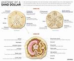Does Sand Have Cells?