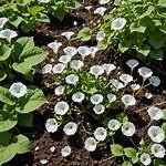Does Sbk Kill Bindweed?