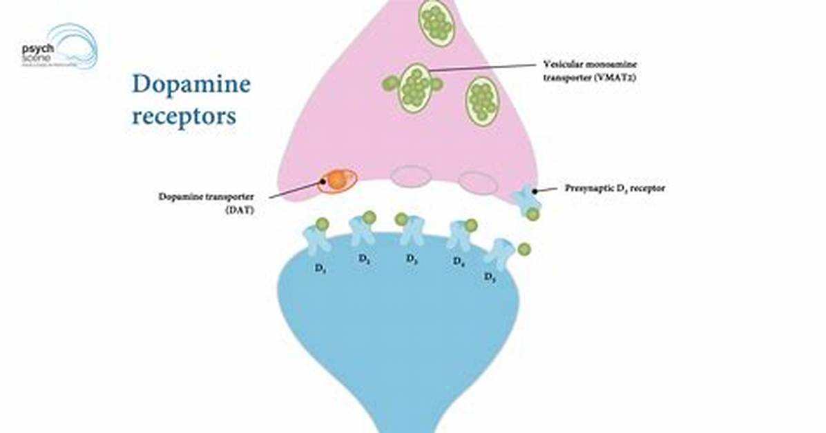 Does Schisandra Increase Dopamine?