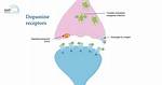 Does Schisandra Increase Dopamine?