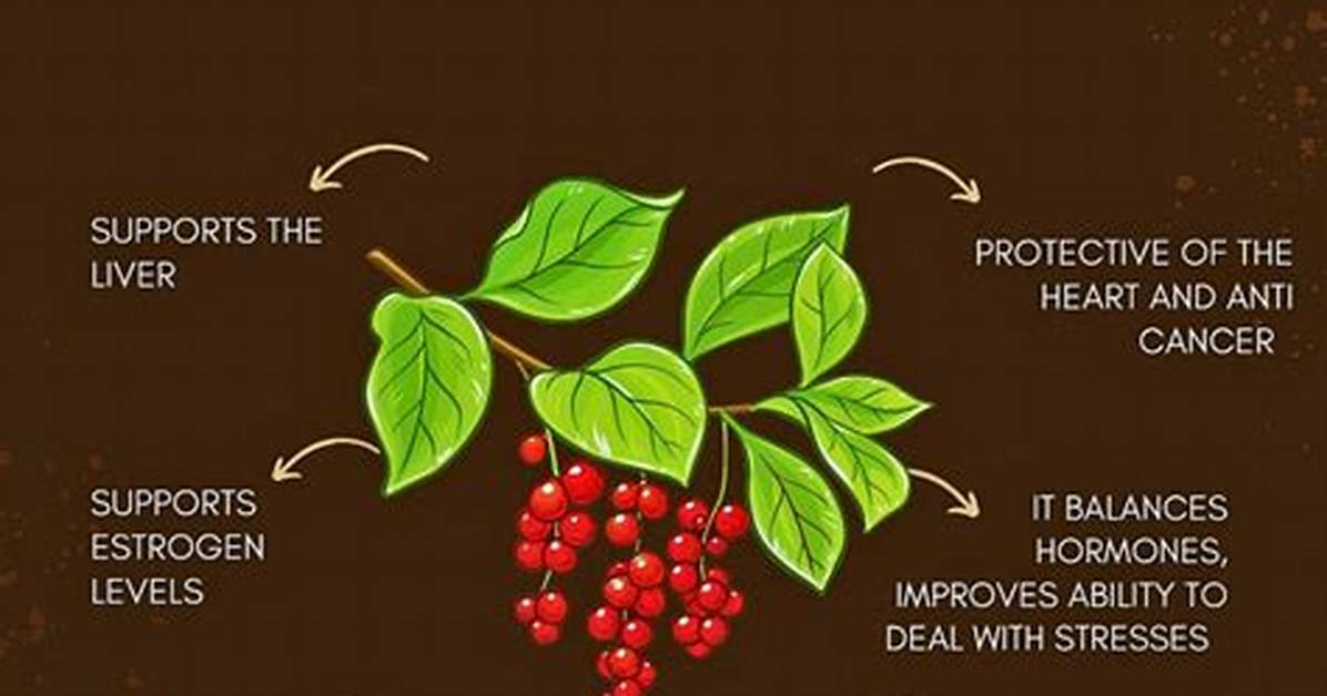 Does Schisandra Increase Testosterone? | Contextresponse. Com