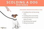 Does Scolding a Dog Work?