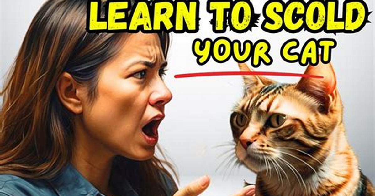 Does Scolding Your Cat Work?