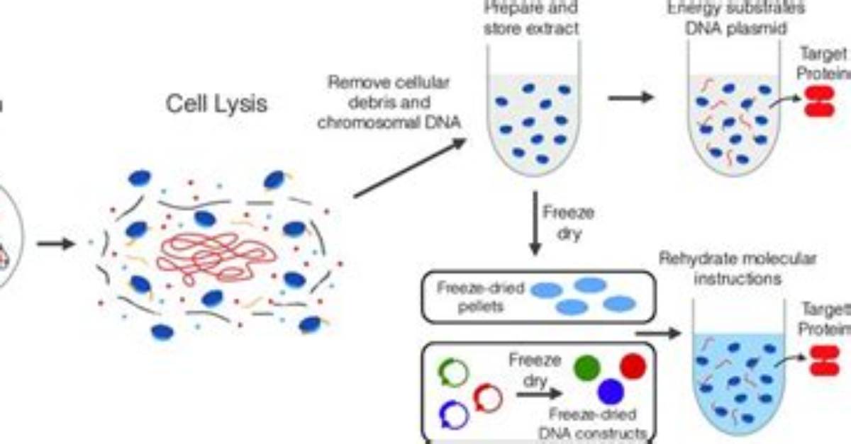 Does Scraping Lyse Cells?