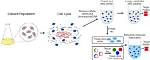 Does Scraping Lyse Cells?