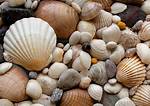 Does Sea Shells Contain Caco3?