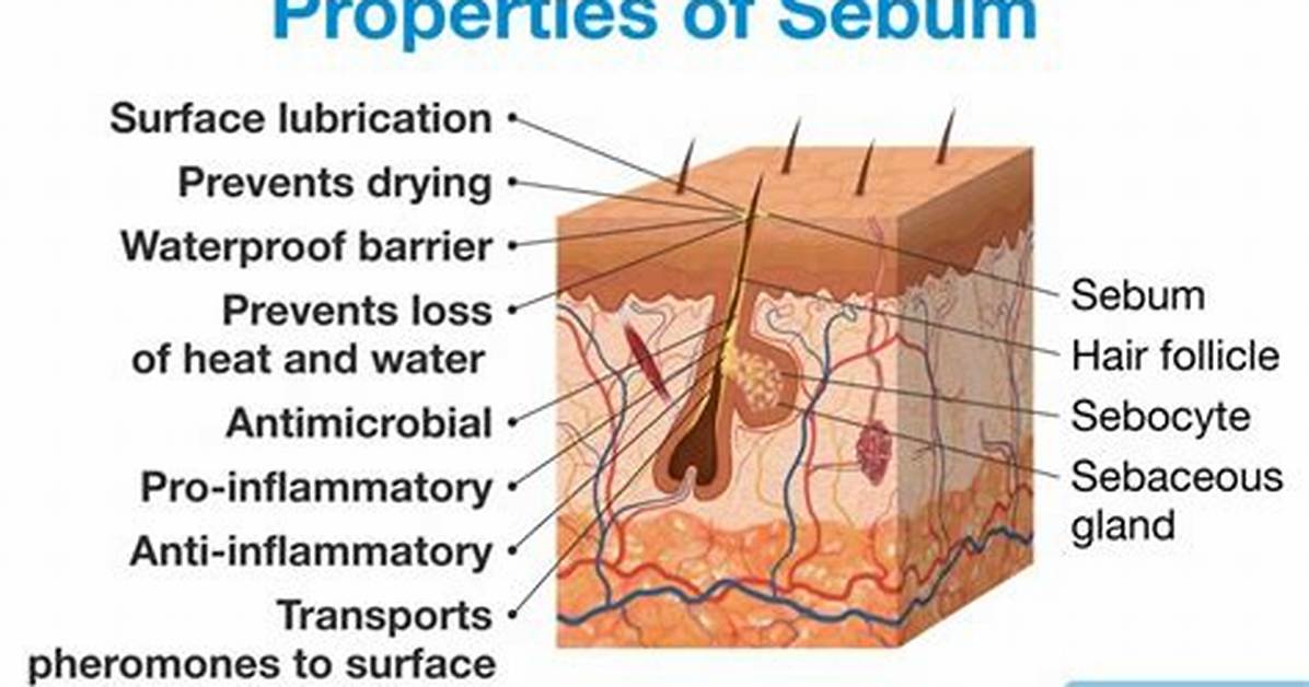 Does Sebum Has Bactericidal Properties?