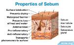 Does Sebum Has Bactericidal Properties?