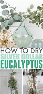 Does Seeded Eucalyptus Dry Well?