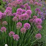 Does Serendipity Allium Spread?