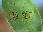 Does Sevin Kill Leaf Footed Bug?