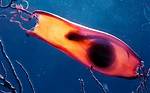 Does Shark Lay Eggs?