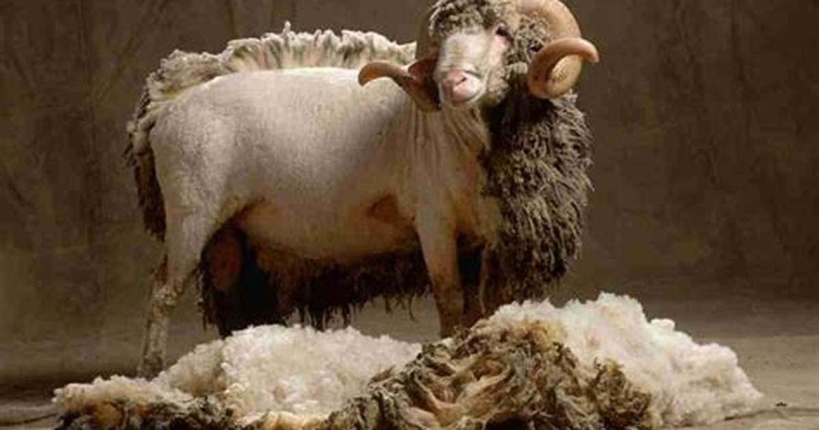 Does Shearling Kill Sheep?