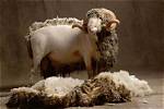 Does Shearling Kill Sheep?