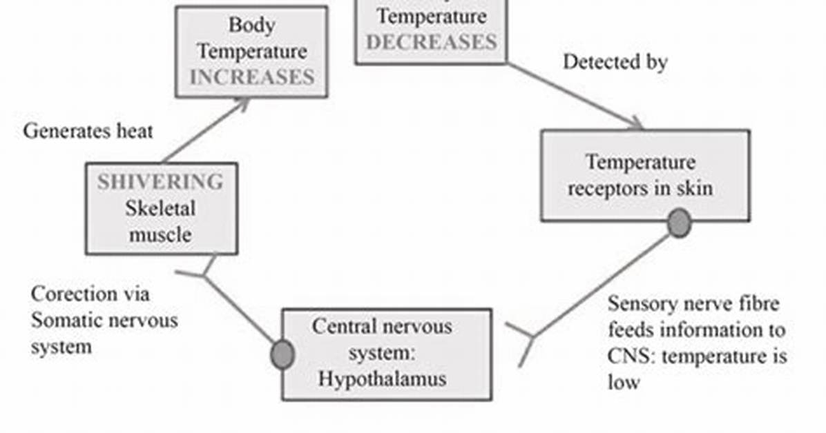 Does Shivering Increase Body Temperature?