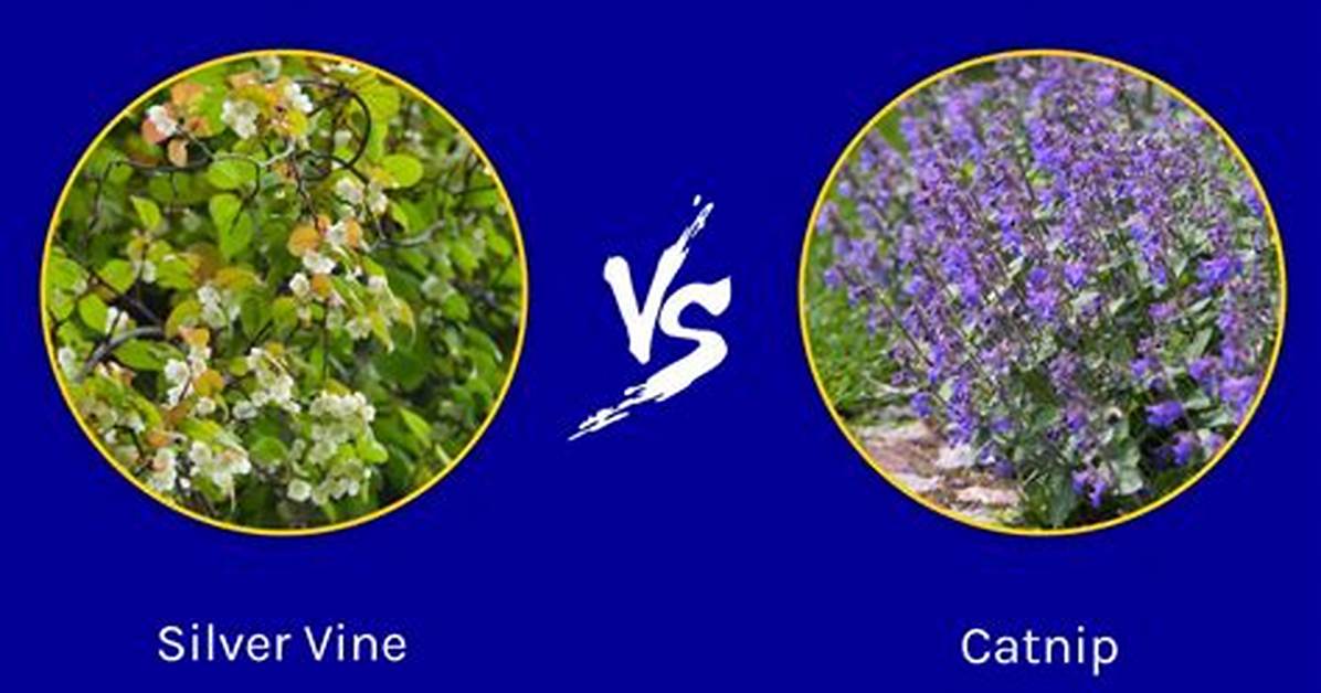 Does Silver Vine Affect Kittens?