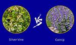 Does Silver Vine Affect Kittens?