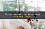 Does Silver Vine Make Cats Aggressive?