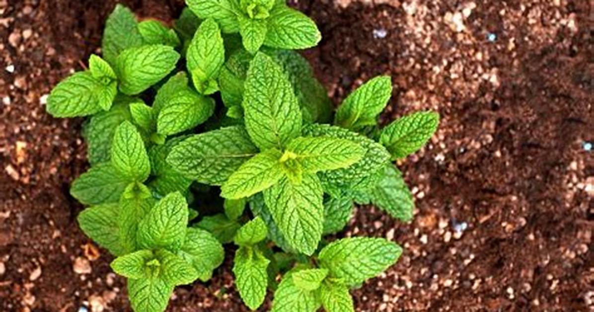 Does Slapping Mint Do Anything?