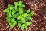 Does Slapping Mint Do Anything?