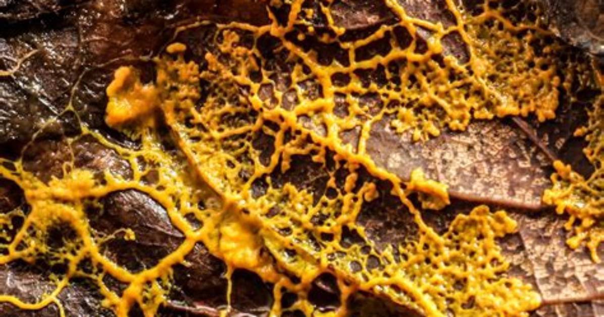 Does Slime Mold Move