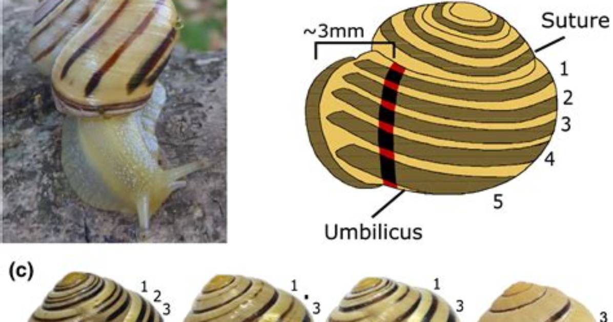 Does Snail Shell Grow?
