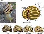 Does Snail Shell Grow?