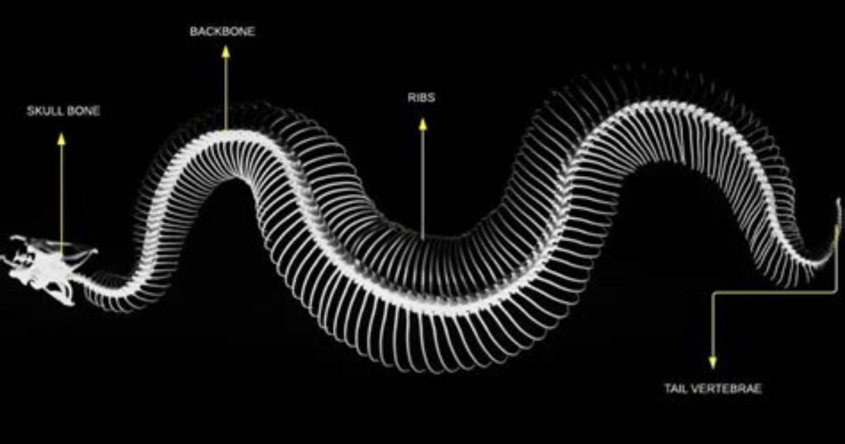 Does Snake Have Backbone?
